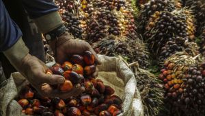 Terbukti Wanprestasi, PN Jaktim Kabulkan Gugatan Supplier CPO ke Perusahaan Agribisnis Astra Senilai Rp56 M