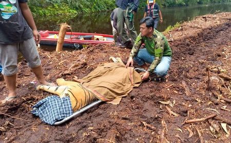 Harimau Sumatera Masuk Kandang Jebak BKSDA di Pelalawan Riau