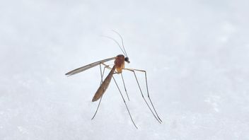 Menkes Budi Sadikin: Dengue di Indonesia Meningkat Saat Fenomena El Nino 