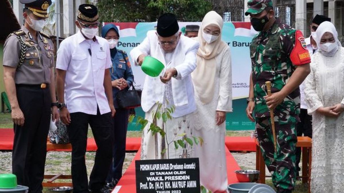 Vice President Ma'ruf Amin Tanam Bibit Tree Cretaceous In Barus, North Sumatra