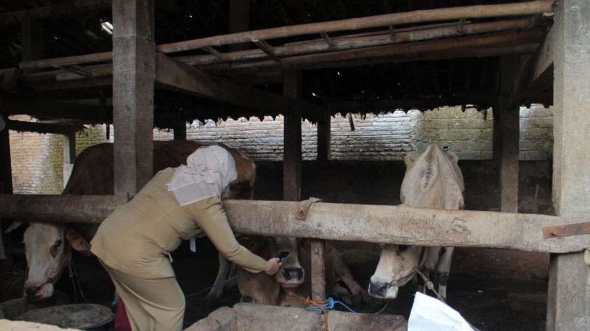FMD In Mataram, NTB Soared To 82 Cases, Most Exposed To Cattle
