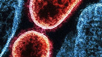 There is No Vaccine, IDAI Warns Nipah Virus Death Rate Reaches 75 Percent