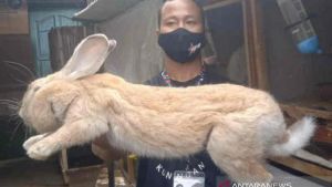 Impor Kelinci Solusi Pengentasan Kemiskinan ala Dahlan Iskan dalam Sejarah Hari Ini, 9 Juli 2012