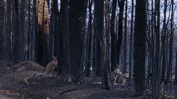 Raviver La Vallée Kangourou Après Les Incendies Australiens