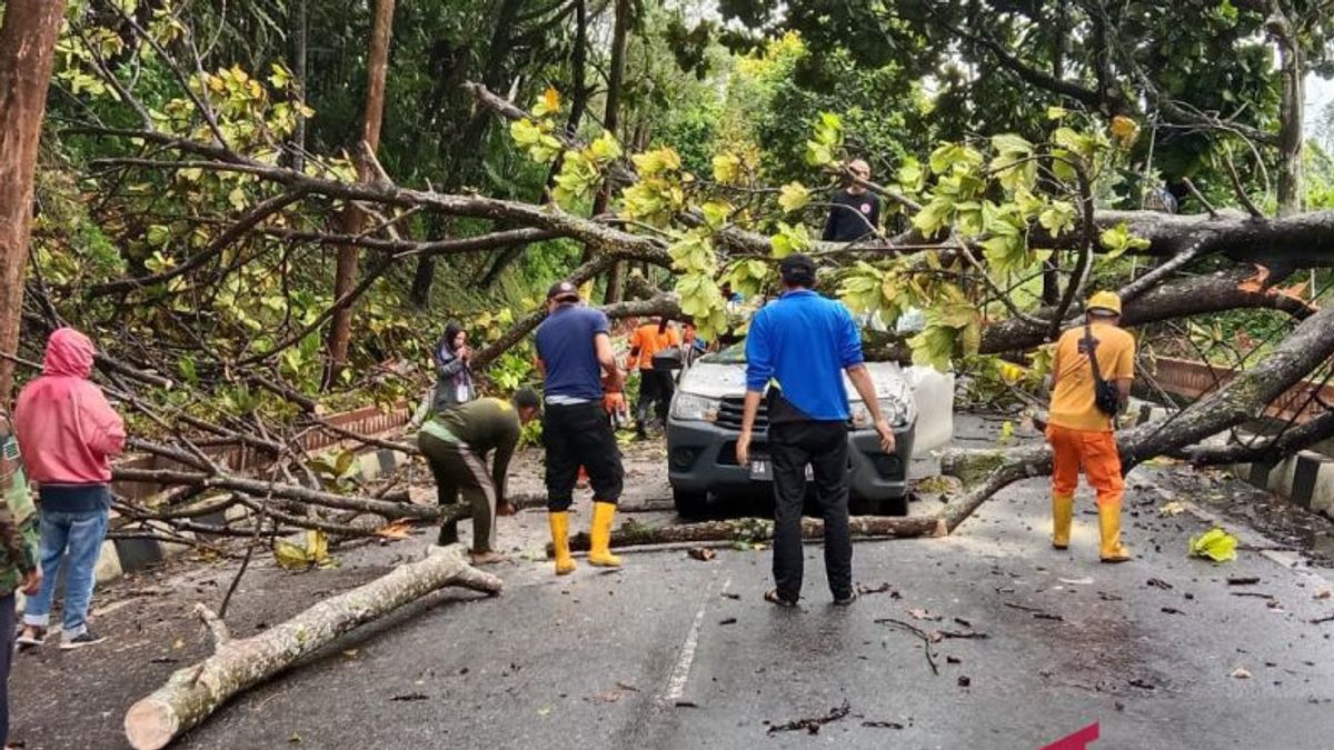 سيارة بولوغ التشغيلية التي صدمتها شجرة ساقطة في بوكيتينجي غرب سومطرة ، سائق مصاب بصدمة عولج في IGD RSAM