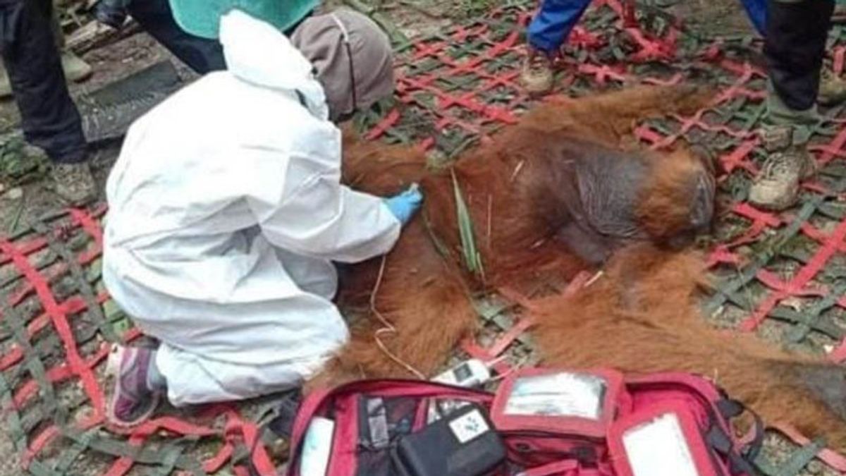 BKSDA Aceh Evakuasi dan Lepasliarkan Orang Utan di Aceh Timur yang Terjebak di Perkebunan Sawit