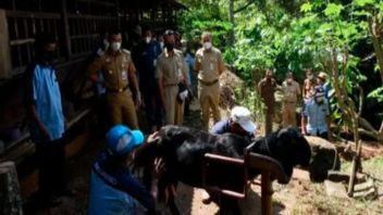 Berita Gunung Kidul Hari Ini: Pemkab Dukung Pengembangan Agro Wisata Kambing Etawa