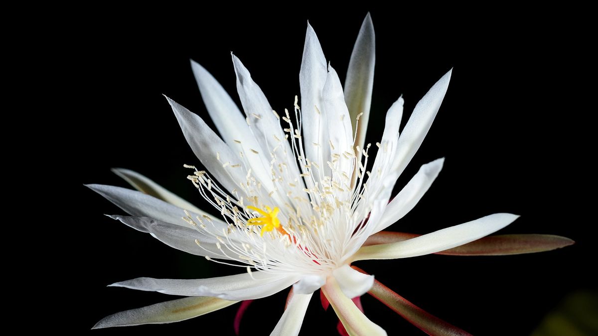 Les Fleurs, Les Mythes Et Les Images De Wijaya Kusuma Sont Intéressants Et Beaux