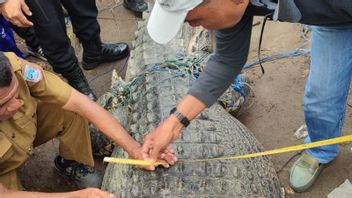 在西帕萨曼曼迪安捕获的5米鳄鱼