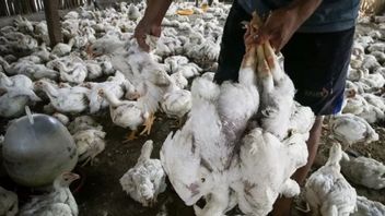 鳥インフルエンザの予測、ジャヤプラ検疫センター、違法な養鶏を破壊する