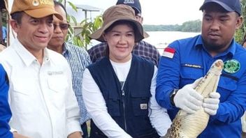 Brown Baning Animals And Estuary Crocodiles Released In The Padang Sugihan OKI Sanctuary
