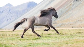 The Nearly Extinct Karabakh Horse Is Back in the Spotlight in Germany
