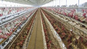 Korea Selatan Laporkan Kasus Flu Burung Kelima yang Sangat Menular di Peternakan Ayam