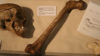 Des Chercheurs Trouvent De Nouvelles Traces, Les Néandertaliens Disparaissent D’Europe Plus Rapidement