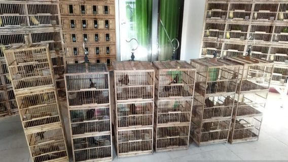  KLHK يكشف عن التجارة غير المشروعة لمئات الطيور في ساماريندا، وهناك كوكاك الخضراء، الزرزور إلى لينكانغ