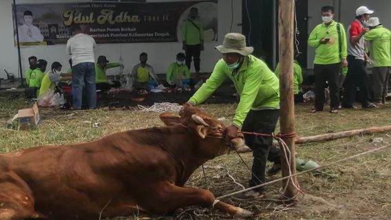 Bulan Depan Iduladha, Diskanak Garut Sebar Anggota Cek Kesehatan Hewan Kurban di Bandar, Pasar hingga Penampungan