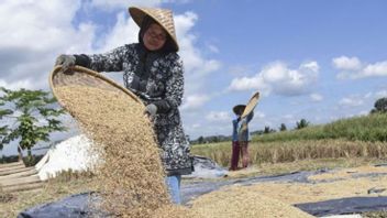  Mentan: Harga Gabah di Masa Panen Tidak Boleh Turun dari HPP Rp6.500