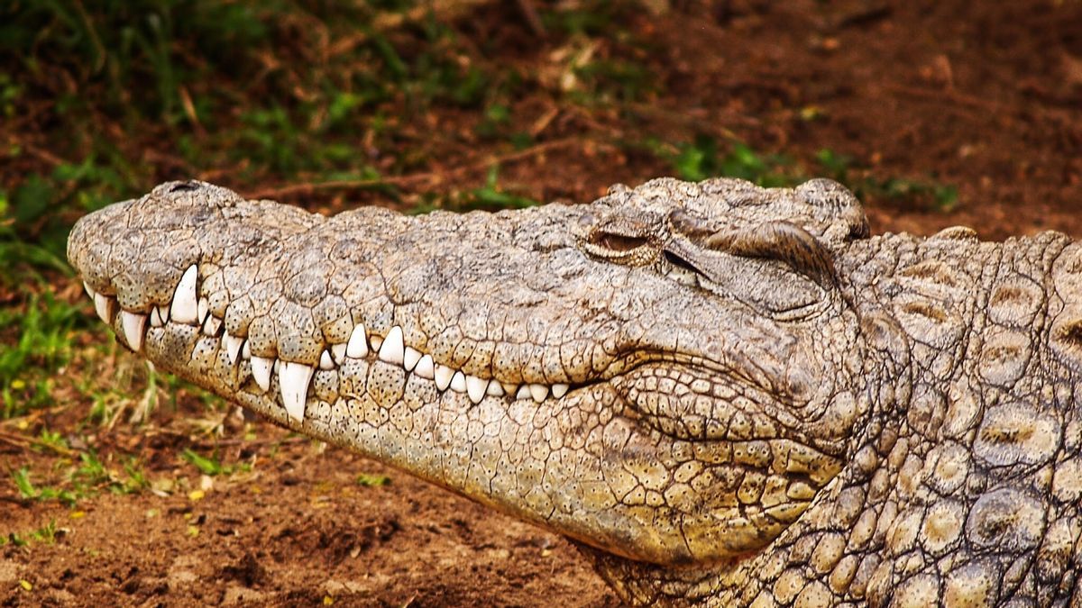 A Granny Killed By Crocodile While Trying To Save Her Dog