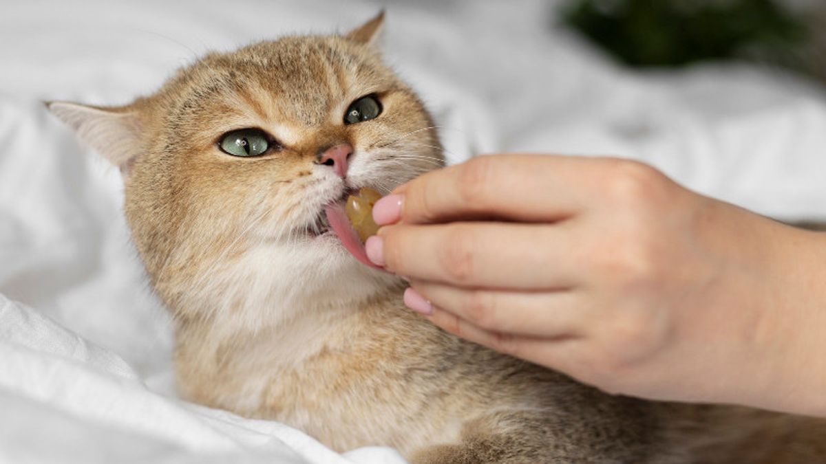 Cat Don't Want To Eat? Recognize 5 Common Causes Of Anabul