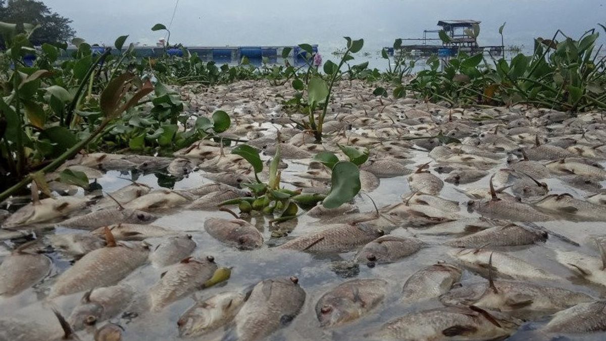 10 Tons Of Mass Dead Fish In Maninjau Lake