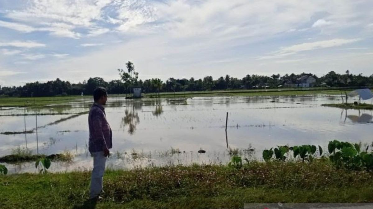 Banjir Rendam 514,97 Hektare Sawah Petani di Aceh Barat