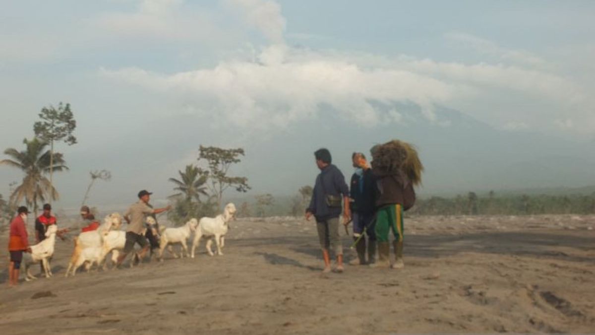 Residents In The Red Zone Of The Eruption Of Mount Semeru Are Starting To Evacuate Wild Animals