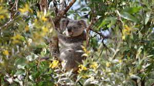 Pemerintah Australia Kucurkan Dana Rp254 Miliar untuk Selamatkan Koala