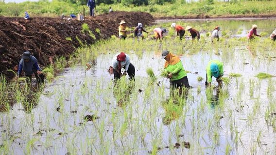 Sri Mulyani Sebut Sektor Pertanian Jadi Kekuatan Ekonomi di Tengah Guncangan Global