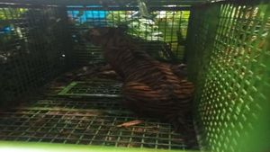 Suoh Lampung Barat的人类捕食老虎成功捕获