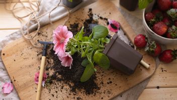 Curious! How To Plant Interests To Grow Sexually And Asexually?