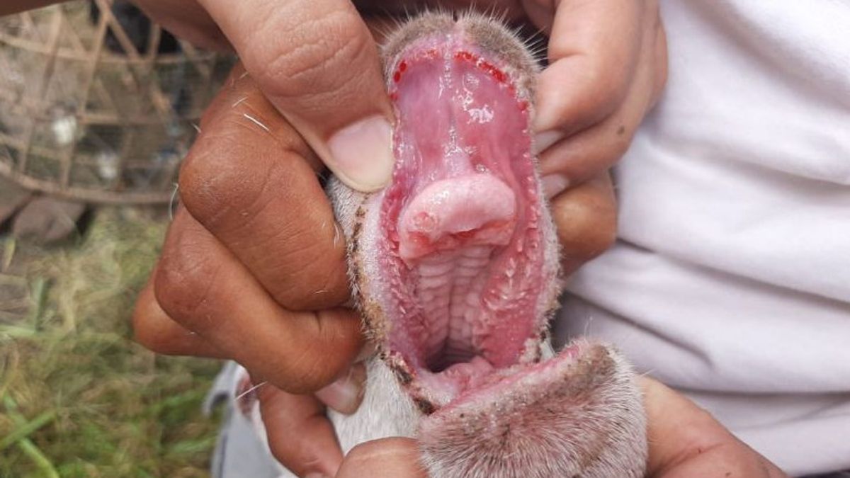 74 Hewan Ternak Positif PMK di Kulon Progo, DPP Hentikan Pengiriman ke Luar Daerah