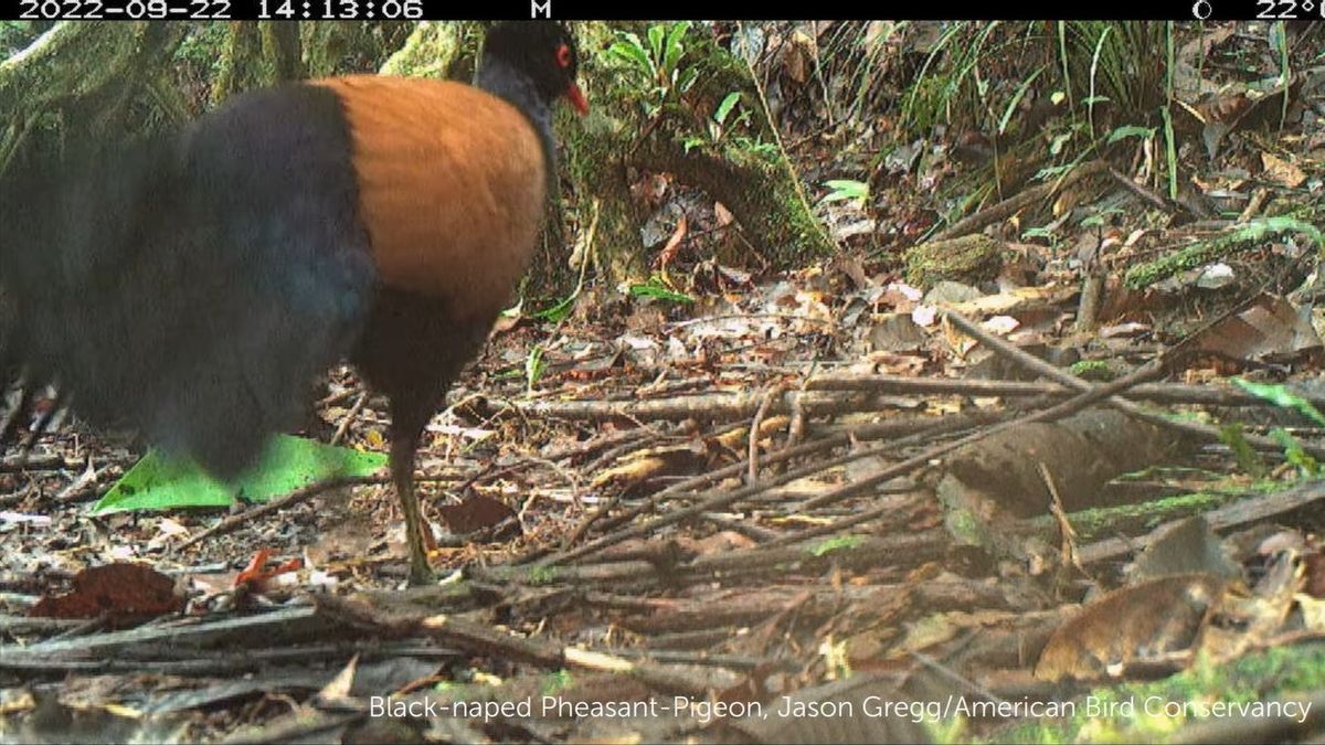 Terakhir Didokumentasikan Tahun 1882, Burung Merpati Kepala Hitam Terlihat di Papua Nugini