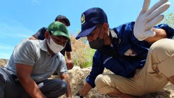 Tim Gabungan Pastikan Penyu Mati di Gili Trawangan Bukan karena Riset