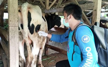 Tak Ingin Kasus Tambah Tinggi, Pemkab Garut Kebut Vaksinasi Sapi Cegah LSD