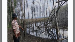 Sudah 3 Tahun Kebun Karetnya Direndam Limbah Tambang, Warga Tabalong Kalsel Mengadu ke Polisi