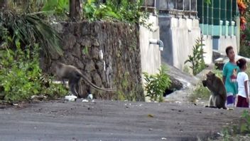 Thousand Stone Apes Enter Residents' Settlements In Sukoharjo Allegedly Due To Kamaruu Difficult To Find Food