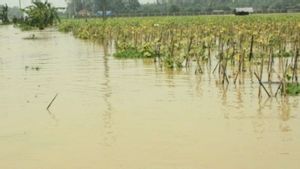 BNPB: Ratusan Hektare Tanaman di Lombok Tengah Rusak Akibat Banjir