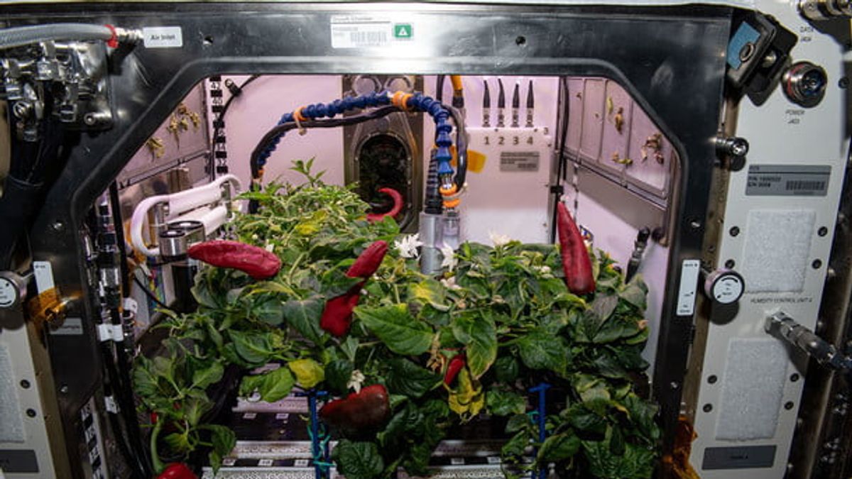 宇航员在空间站第二次辣椒收获，这次更具挑战性！