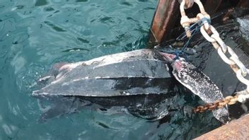 Dead Leatherback Turtle Hit By Ship In Ambon Harbor