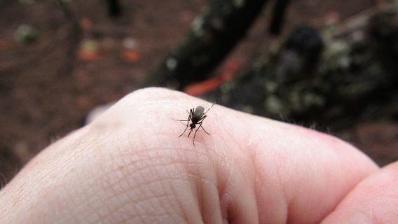 昆虫の咬傷を通して広がった、アルボウイルス病とは何ですか?