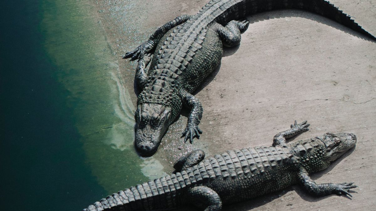 2 Crocodiles Terror To Residents, Wandering And Sunbathing On Saombo Beach, North Sumatra