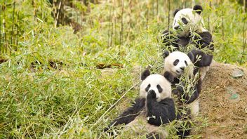中国将大熊猫从濒危名单中除名，被气候变化所困扰