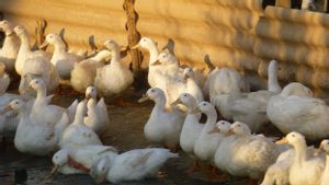 Flu Burung yang Sangat Patogen Serang Peternakan Bebek di Australia