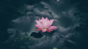 Makna Bunga Teratai: Simbol Kesucian, Kebangkitan, dan Pencerahan