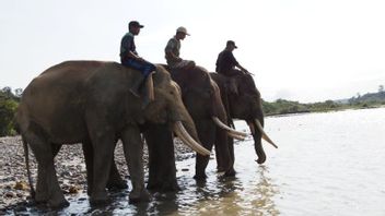 شرطة بنغكولو تحقق في بيع وشراء منطقة غابات موئل الفيلة