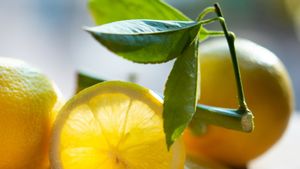 Comment savoir que les citrons sont mûres : Voici une explication complète