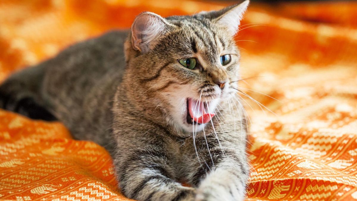 攻撃的な美しい毛皮のアナブルであるトーティー猫についての7つの好奇心