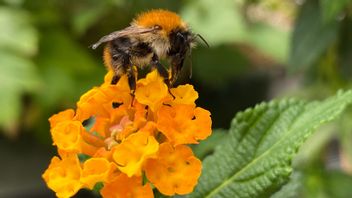野生のミツバチが劇的に減少し、人間の食べ物が脅かされる