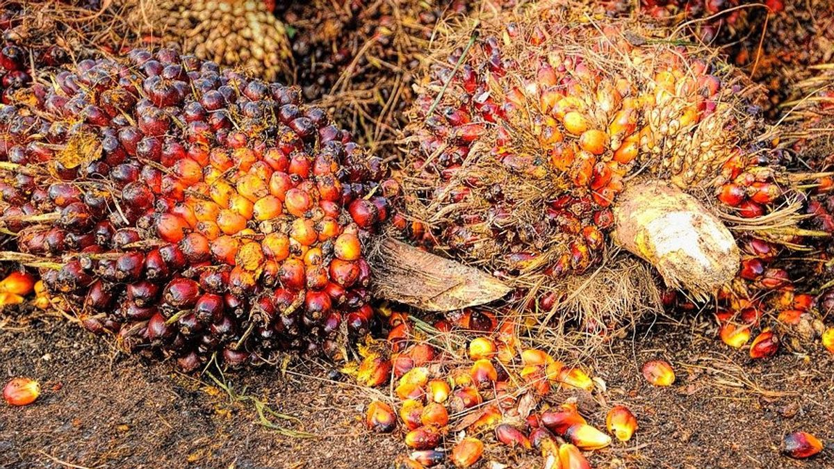 这家棕榈油公司由集团TP Rachmat拥有，2021年第一学期收入为3.3万亿印尼盾，利润为2130亿印尼盾