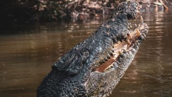 Scientists Discover New Crocodile Species That Eat Dinosaurs